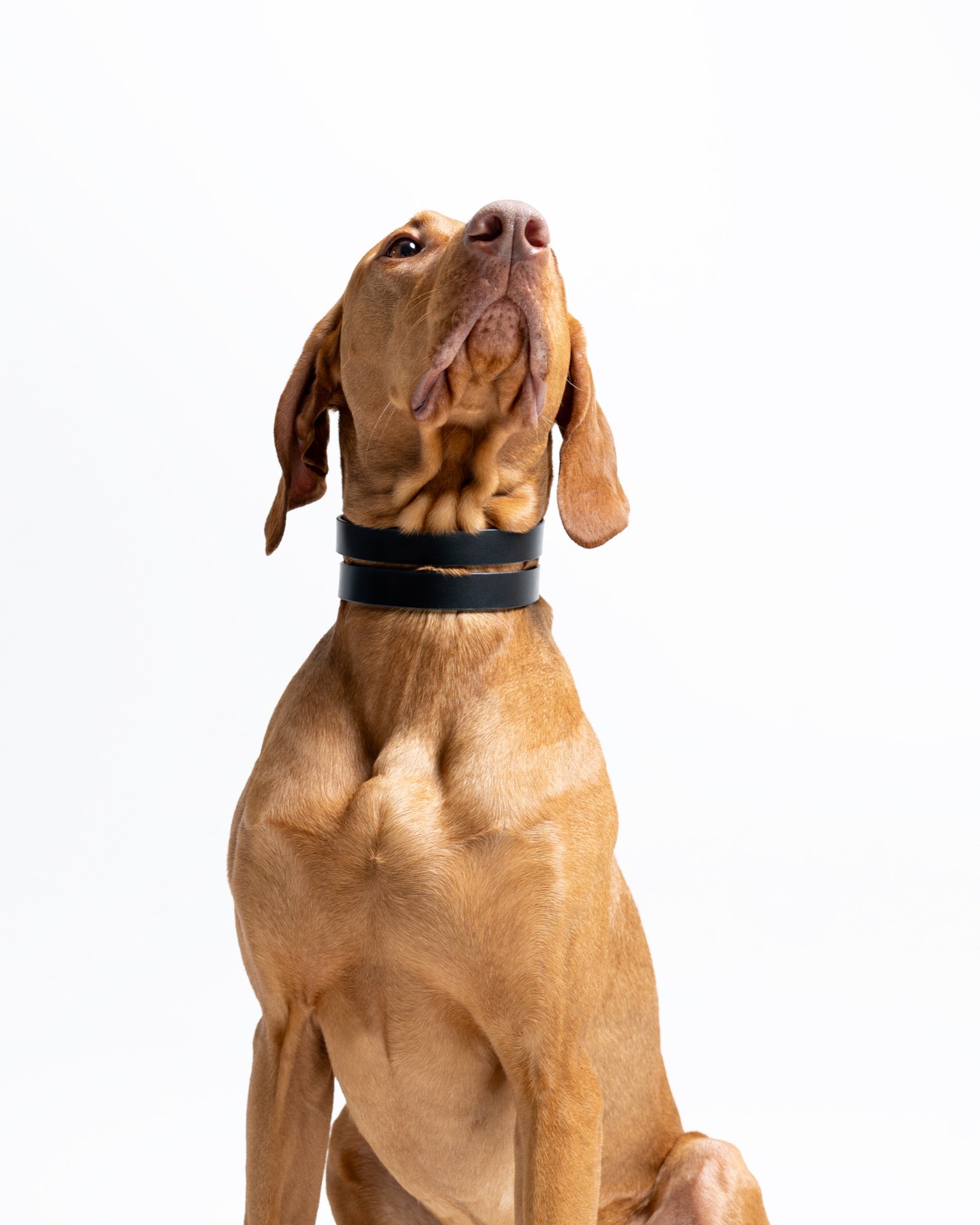 Forest green Halo wide dog collar by The Dogs Company, featuring a durable design on a Viszla model.