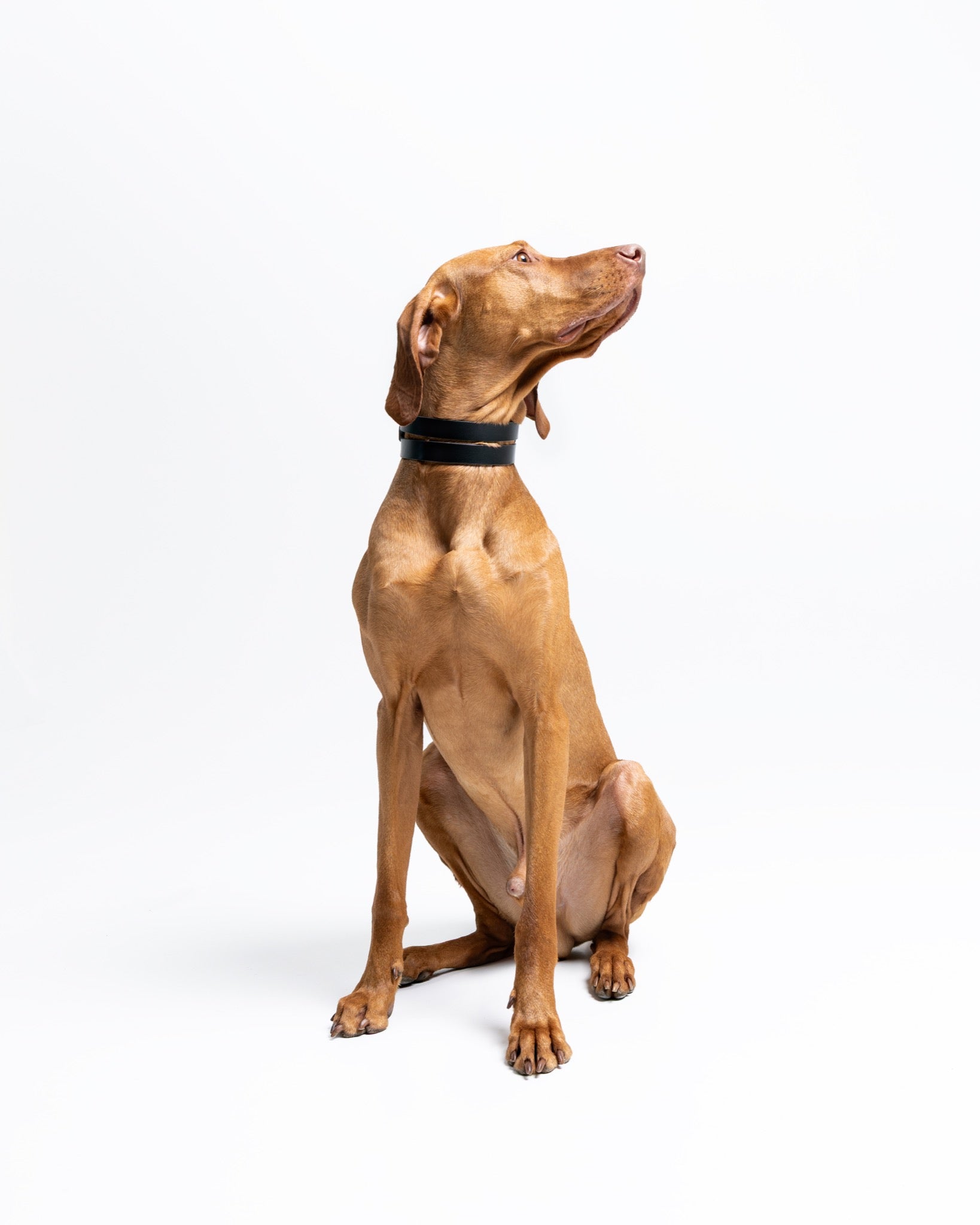 Forest green Halo wide dog collar by The Dogs Company shown on a Vizsla dog, featuring a durable nylon strap and metal hardware.