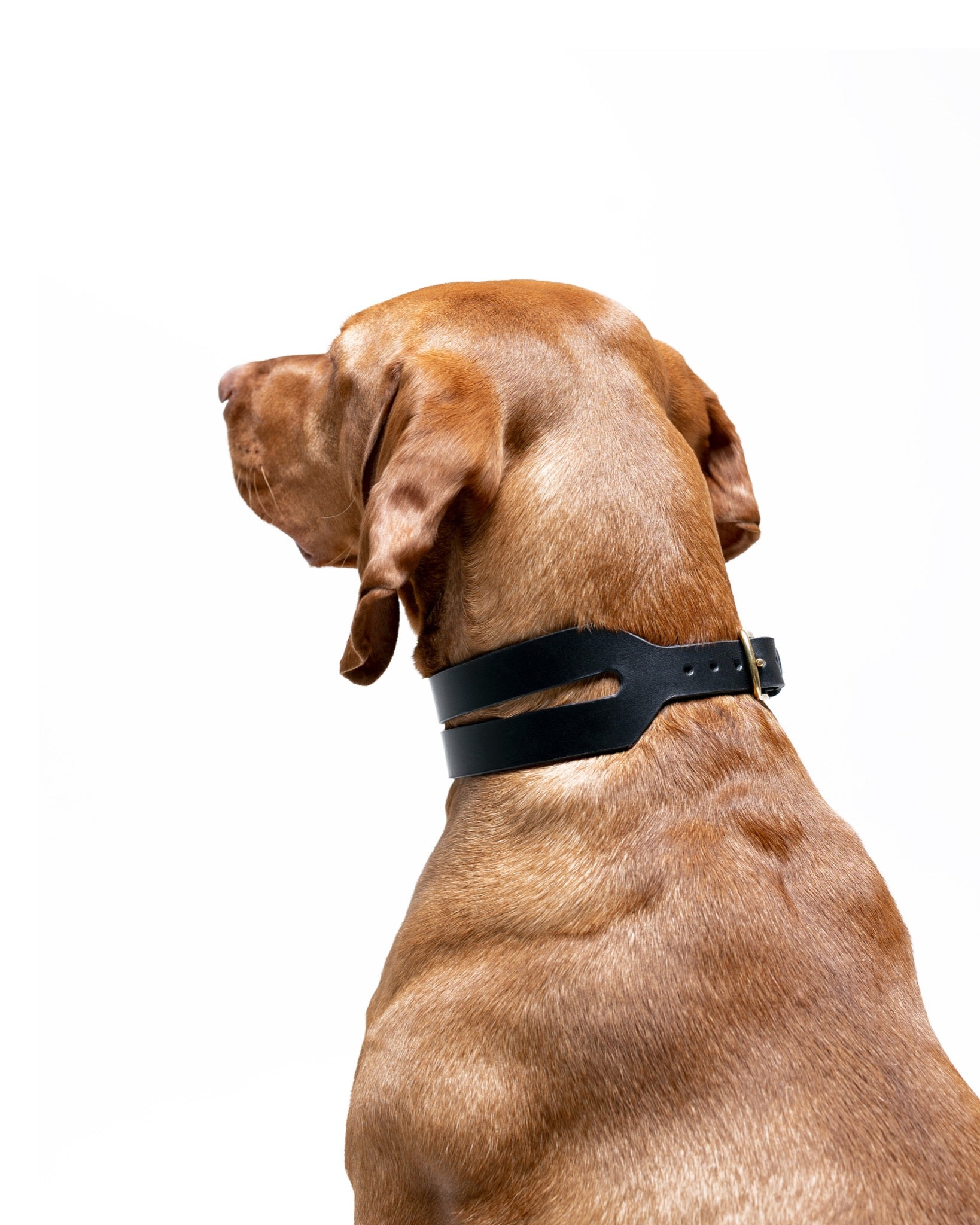 Forest green Halo wide dog collar by The Dogs Company with a sleek design on a Vizsla dog.