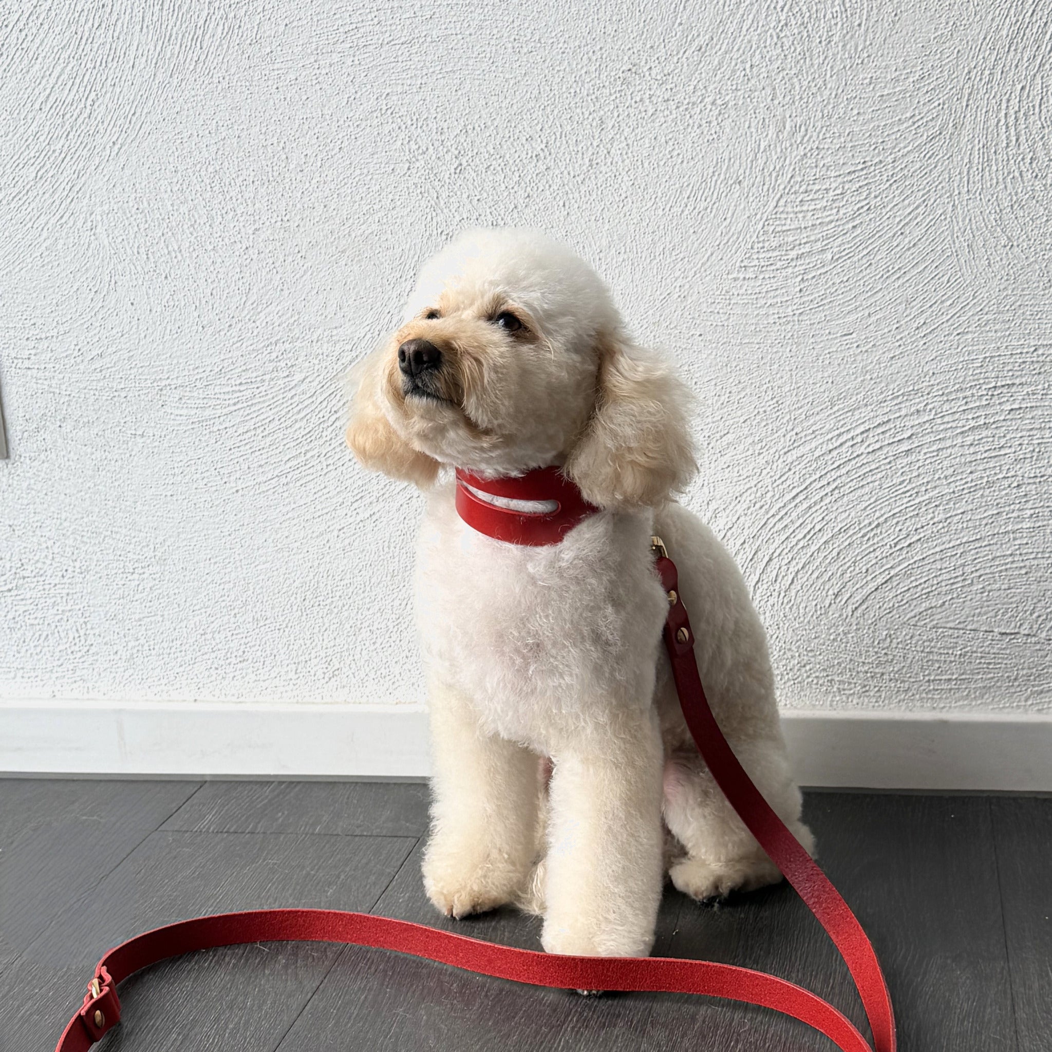 Halo Leather Collar & Aura Handsfree Leash in Burgundy Red
