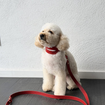 Halo Leather Collar & Aura Handsfree Leash in Burgundy Red