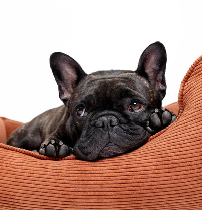 Soft Ridge Lounge Bed by The Dogs Company, a cozy pet bed with a plush surface and supportive sides for small dogs.