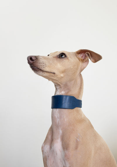 A light tan Italian Greyhound dog wearing a wide, dark blue collar, shown in profile against a plain light gray background.