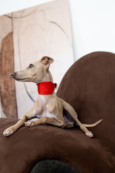 Atlas Wide Dog Collar in Burgundy Red