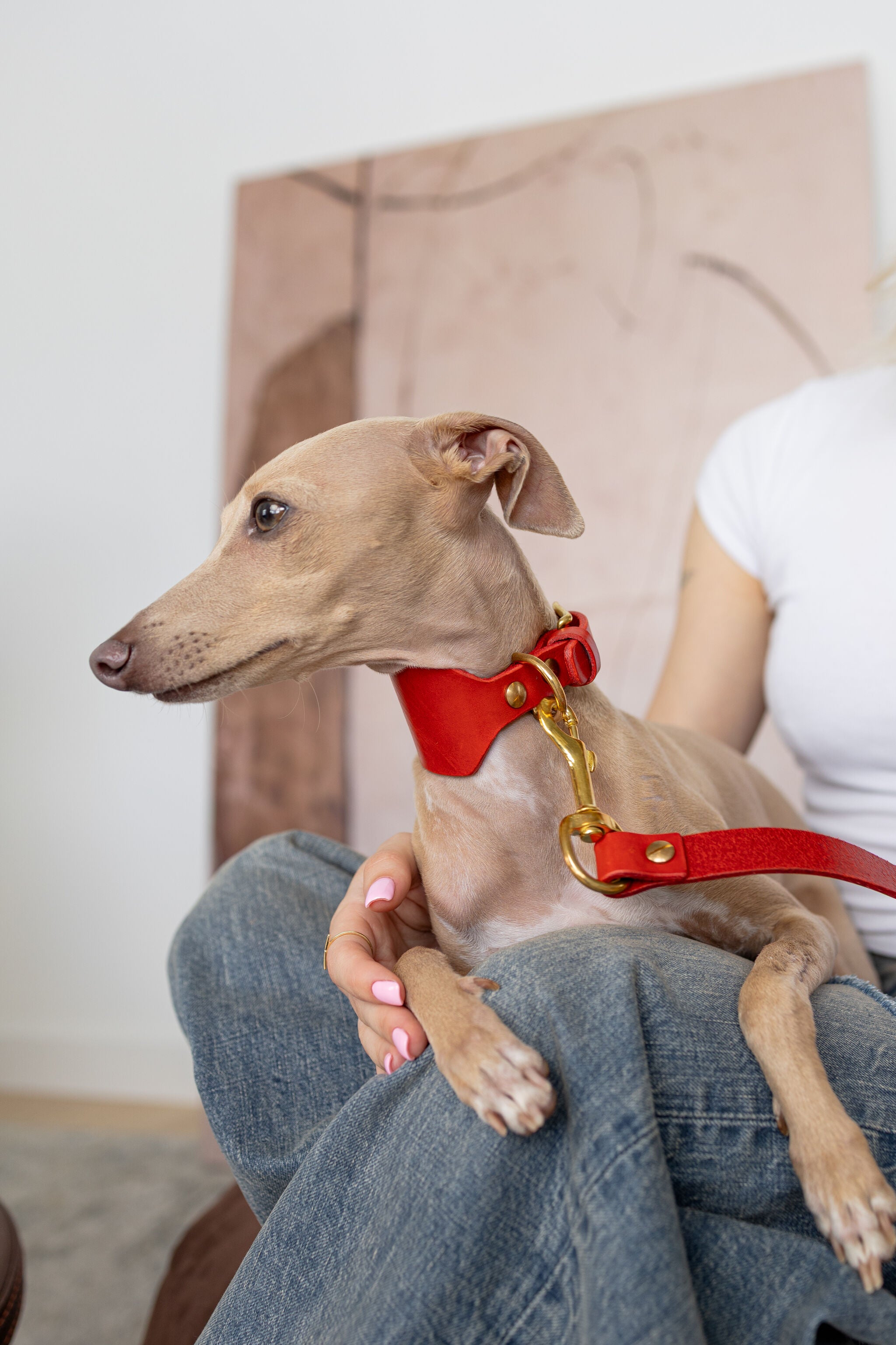 Atlas Leather Collar & Aura Handsfree Leash in Burgundy Red