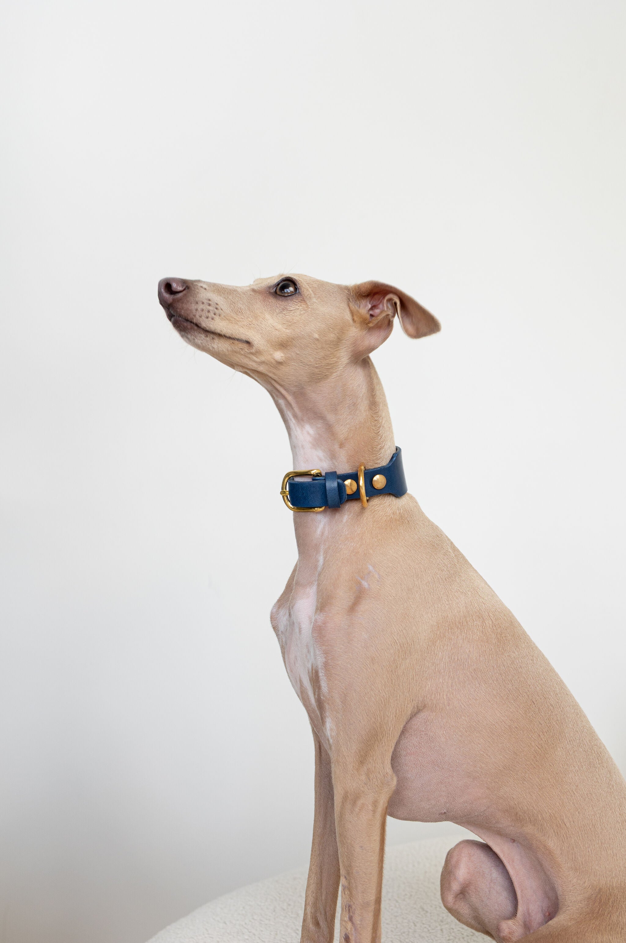 A light tan Italian Greyhound dog wearing a navy blue collar with gold hardware, sitting against a plain white background.