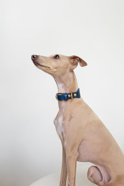 A light tan Italian Greyhound dog wearing a navy blue collar with gold hardware, sitting against a plain white background.