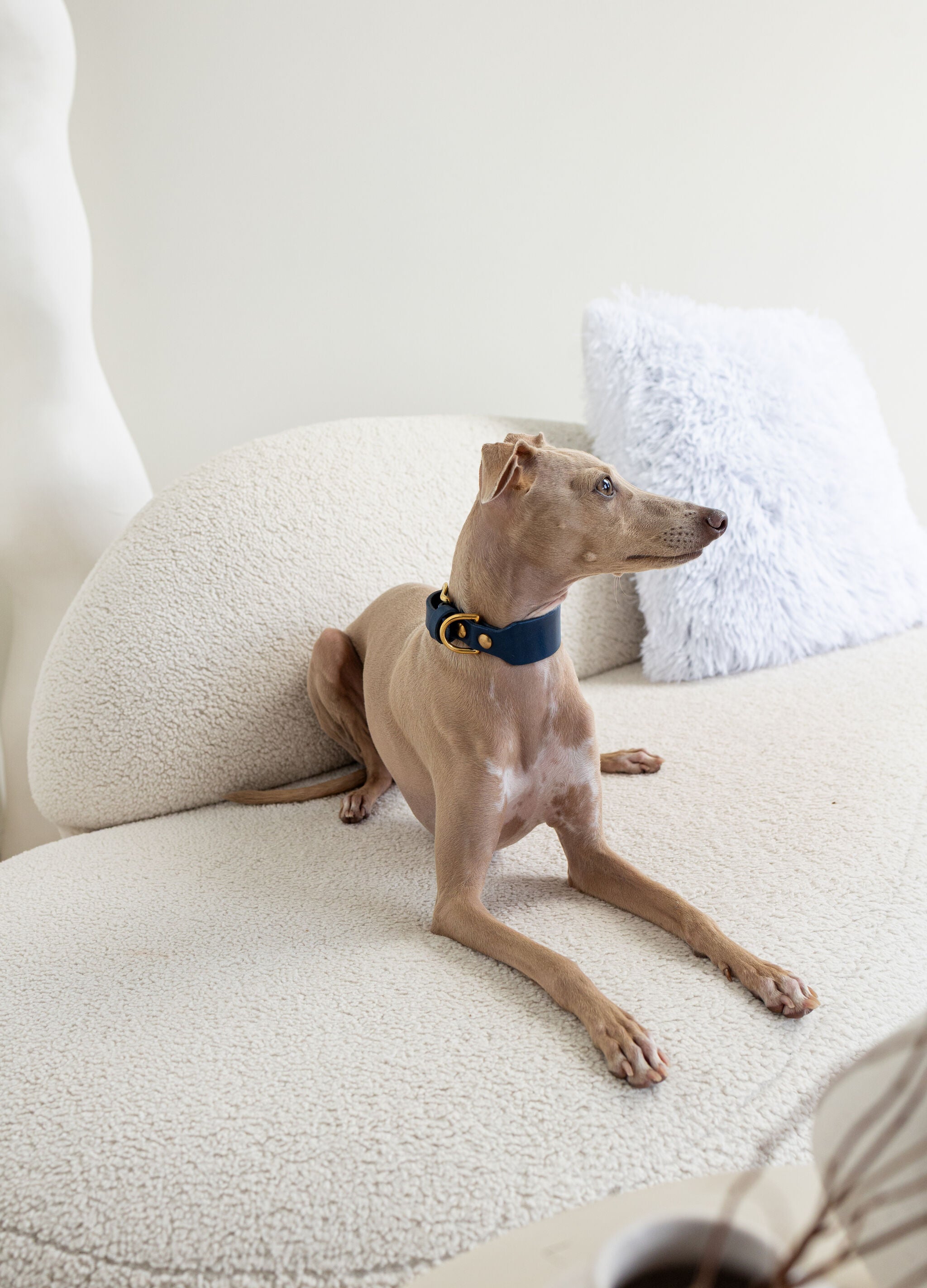 A light brown Italian Greyhound dog wearing a navy blue collar with gold hardware, lying on a cream boucle sofa with a white pillow in the background.
