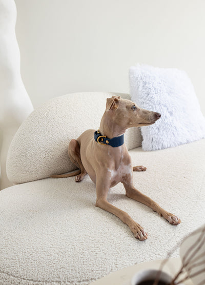 A light brown Italian Greyhound dog wearing a navy blue collar with gold hardware, lying on a cream boucle sofa with a white pillow in the background.