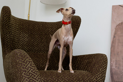 Grace Classic Leather Collar in Burgundy Red