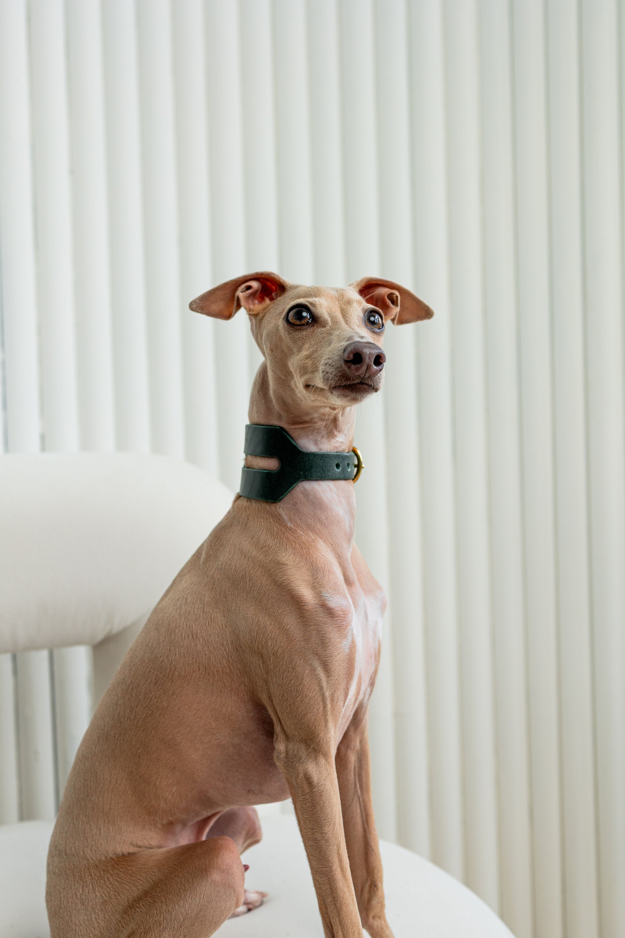 Halo Wide Dog Collar in Forest Green
