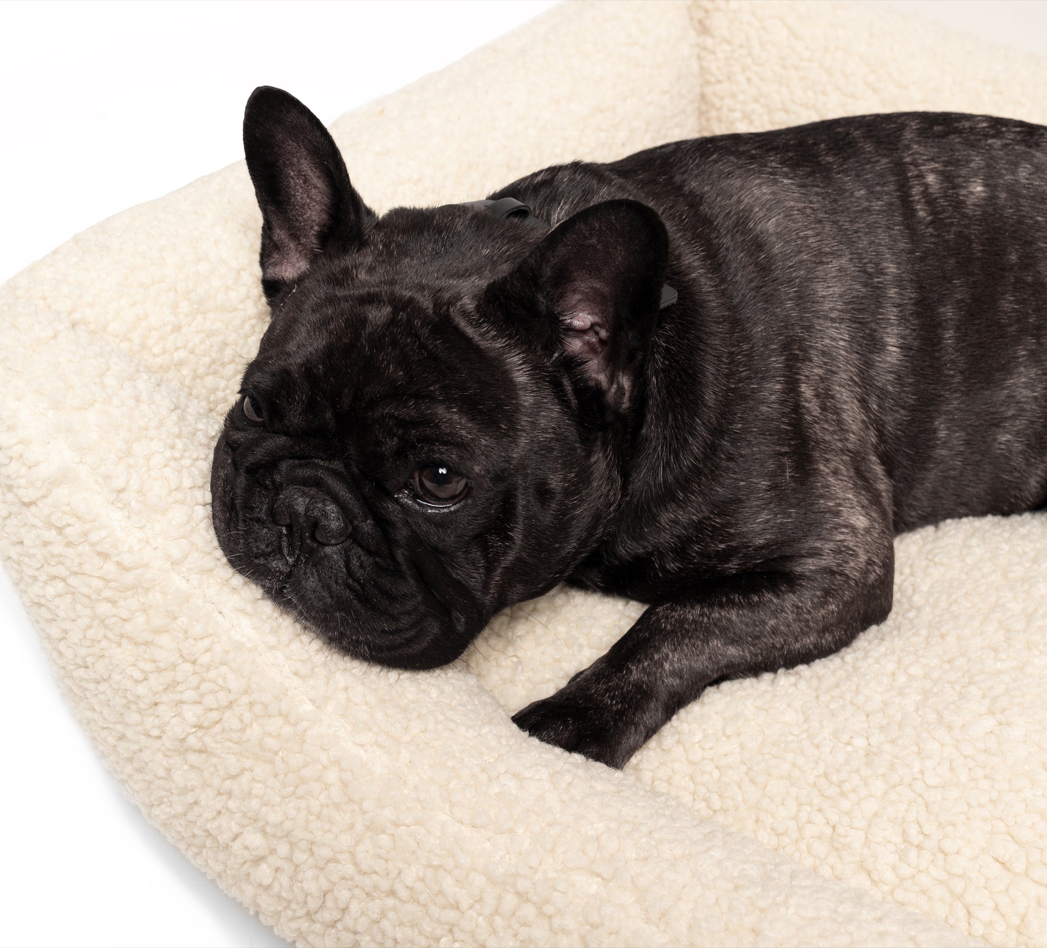 Soft teddy lounge pet bed by The Dogs Company, perfect for Frenchie dogs, with plush fabric and cozy design.