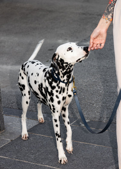 Aura Hands-Free Leather Leash in Midnight Navy