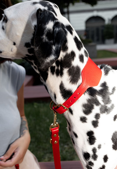 Atlas Wide Dog Collar in Burgundy Red
