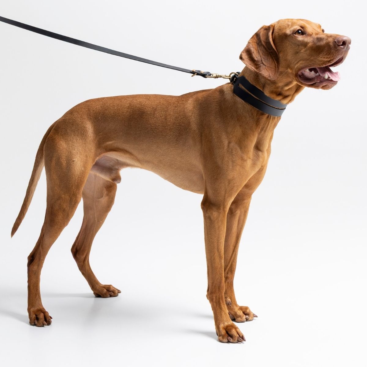 Brown dog on a leash against a white background
