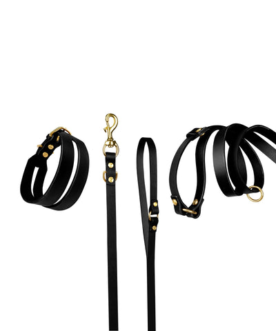Halo leather collar and Aura handsfree leash bundle from The Dogs Company, in sleek noir leather with metal accents.