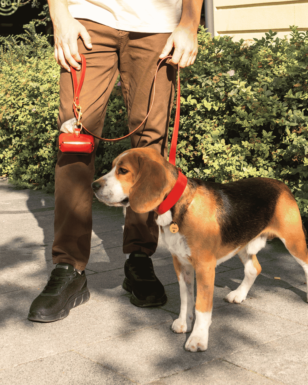 A beagle dog wearing a red collar and leash stands on a paved outdoor walkway next to a person wearing brown pants and black sneakers, holding the leash. The person is also wearing a small red crossbody bag with a matching leash attachment.